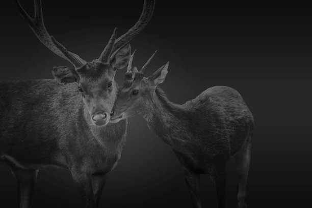 鹿对暗色调概念动物的生命图片下载