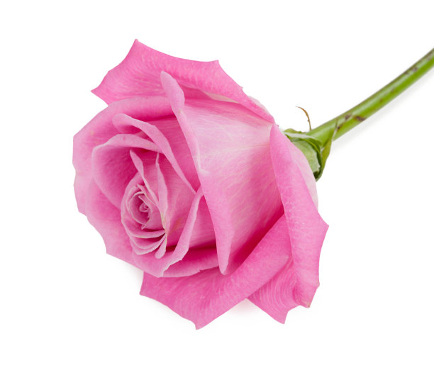 红玫瑰孤立图片下载