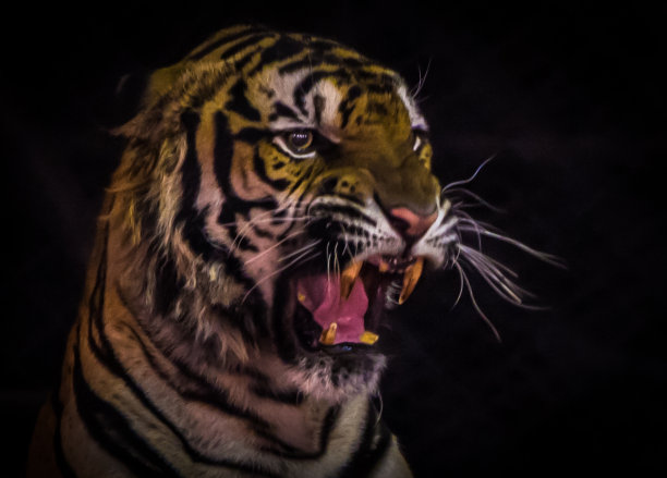 孟加拉虎肖像咆哮望外孤立黑色图片下载