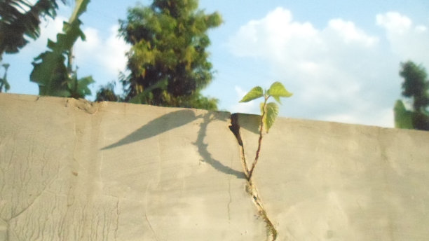 绿色野生图片下载