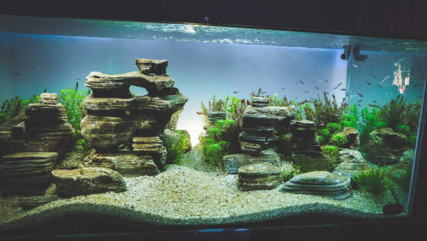 水族馆的坦克图片下载