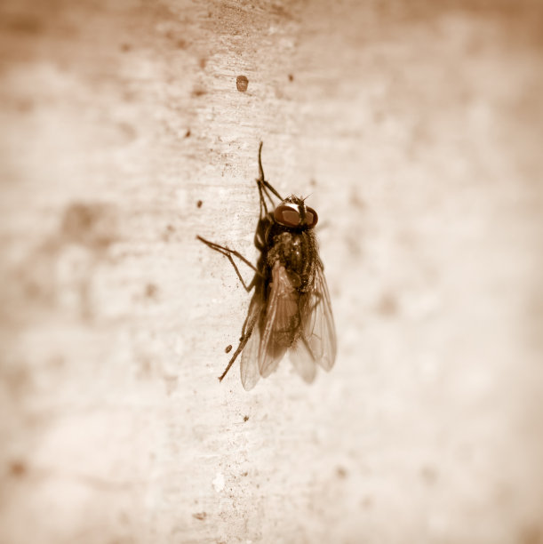 飞。宏图片下载