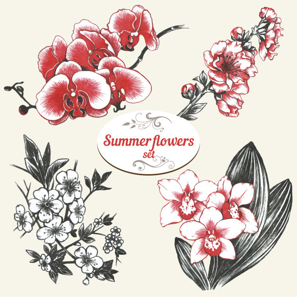 夏花组图片下载