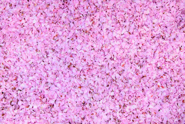 樱花的叶子(背景)图片下载