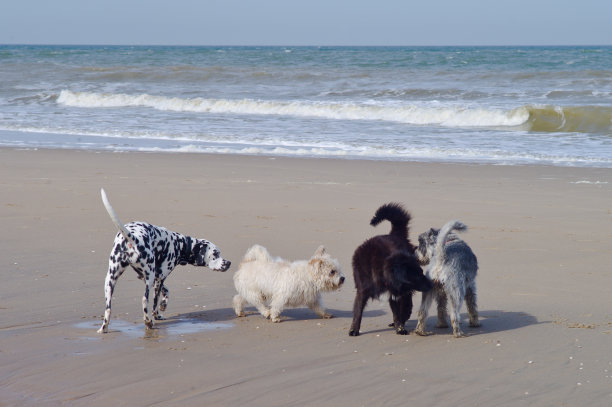 狗成键图片下载
