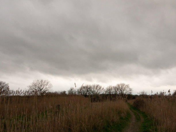 一片阴天中的芦苇图片下载