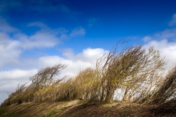 有风的树向右倾斜图片下载