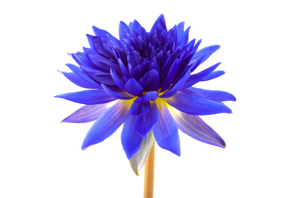 白底上的蓝莲花图片下载