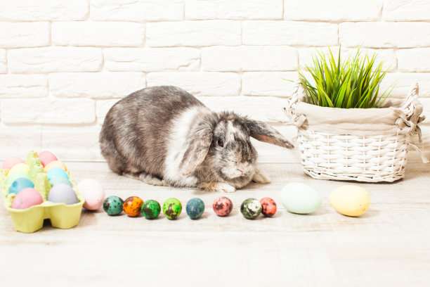 复活节兔子在家图片下载