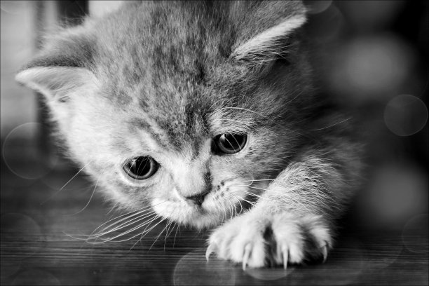 一只小猫在地板上玩。猫的特写镜头。图片下载