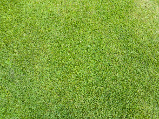 绿草质地图片下载