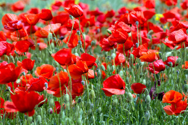 罂粟花。图片下载
