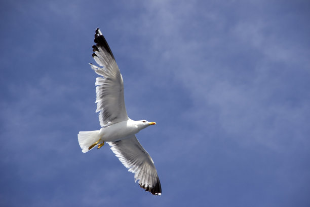 海鸥图片下载