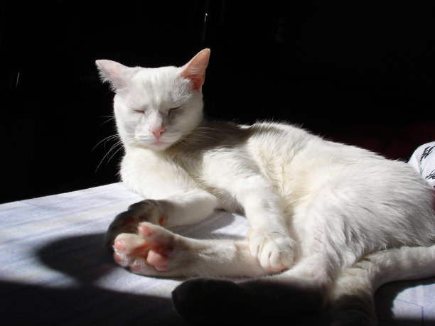 白猫概要图片下载