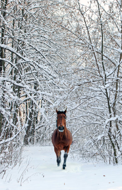 美丽的海湾西班牙种马享受雪林图片下载