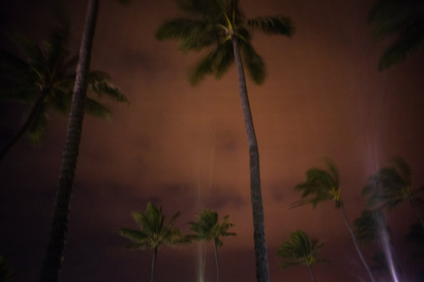 聚光灯照亮了夏威夷卡胡卢伊的夜空和摇曳的棕榈树。图片下载