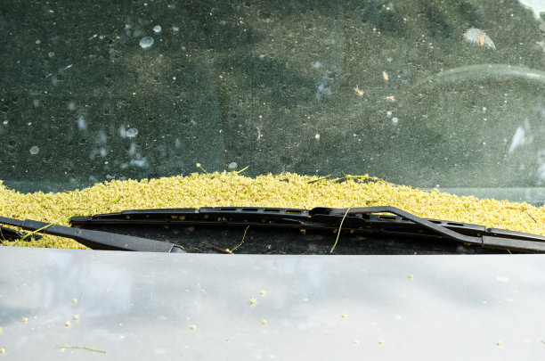 靠近肮脏的汽车挡风玻璃与椴树花。图片下载