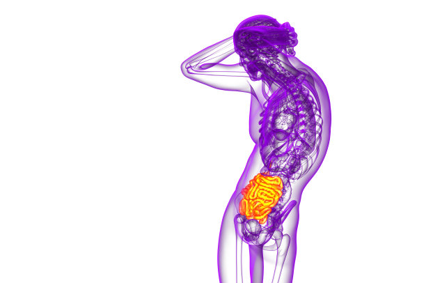 小肠的3d渲染图图片下载