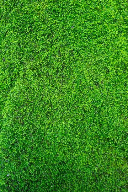 绿色的小植物。图片下载