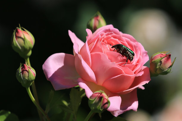 大绿金龟子在花园里的玫瑰丛上图片下载
