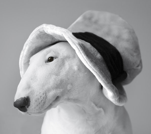 英语斗牛梗。图片下载