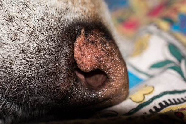 拉布拉多狗的鼻子图片下载