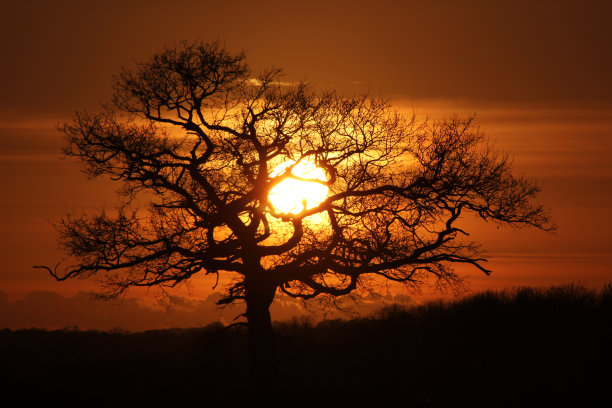 Goldenhour场景图片下载