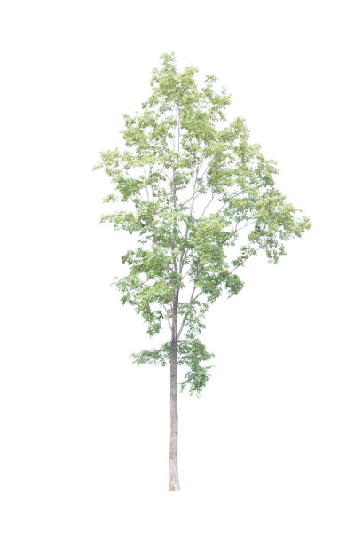 树孤立在白色的背景图片下载