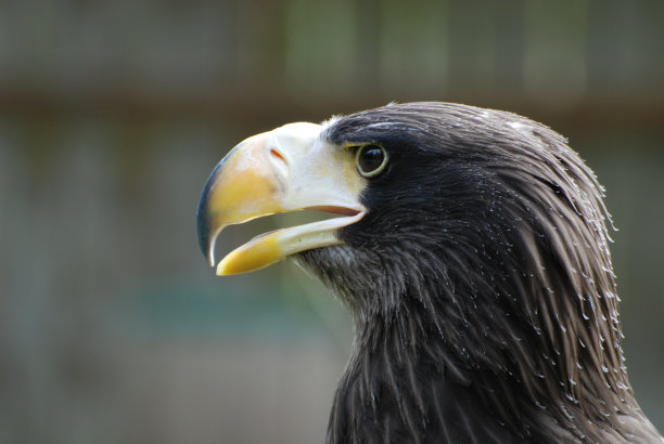 猛禽侧面图图片下载