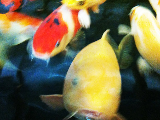 池塘里的鱼(2)图片下载