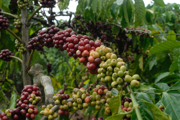 咖啡果图片下载