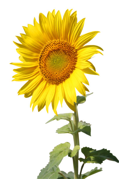 向日葵。特写镜头。孤立在白色图片下载