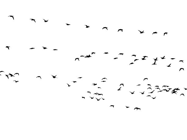 鸟群在飞翔，飞翔的剪影白色的背景图片下载