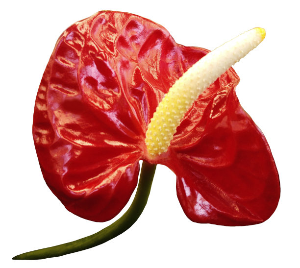 红花安turie白色孤立背景与剪切路径。大自然。特写镜头。没有阴影。图片下载