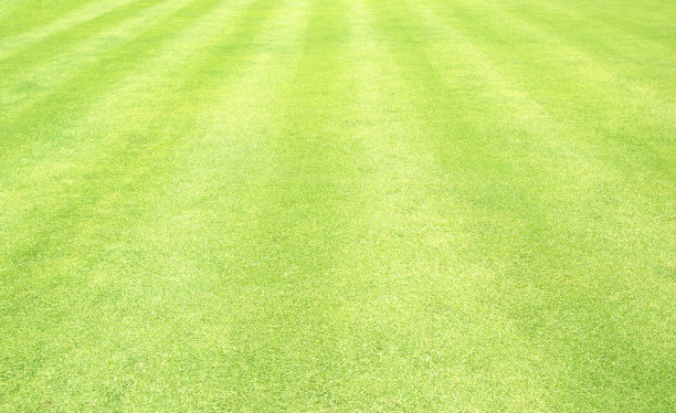 绿草的背景图片下载