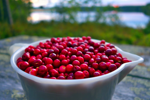 小红莓在湖边。图片下载