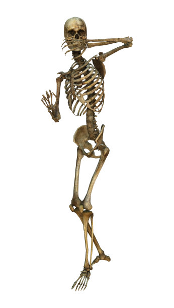 3D渲染人体骨骼在白色图片下载