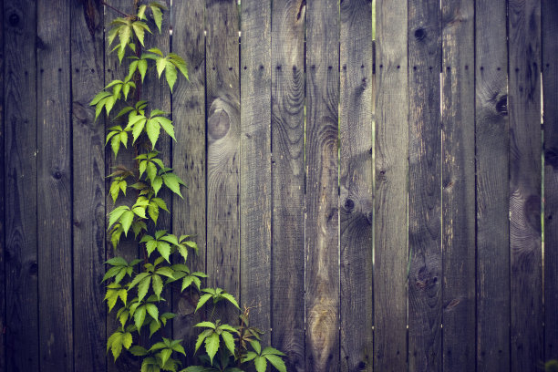 篱笆背景上的旋花。图片下载