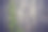 篱笆背景上的旋花。图片下载