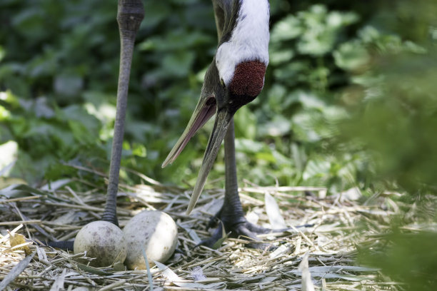 丹顶鹤照片素材ID：158480626