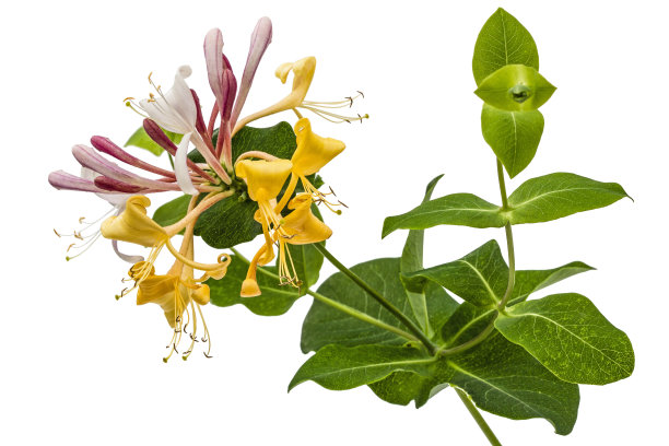 金银花图片素材ID：158482630