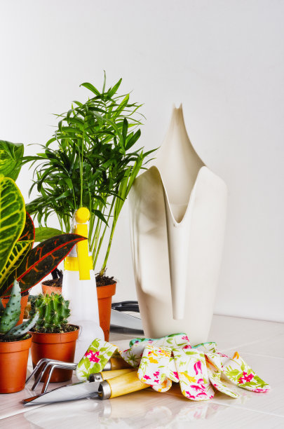 窗台上花盆里的观赏植物图片下载