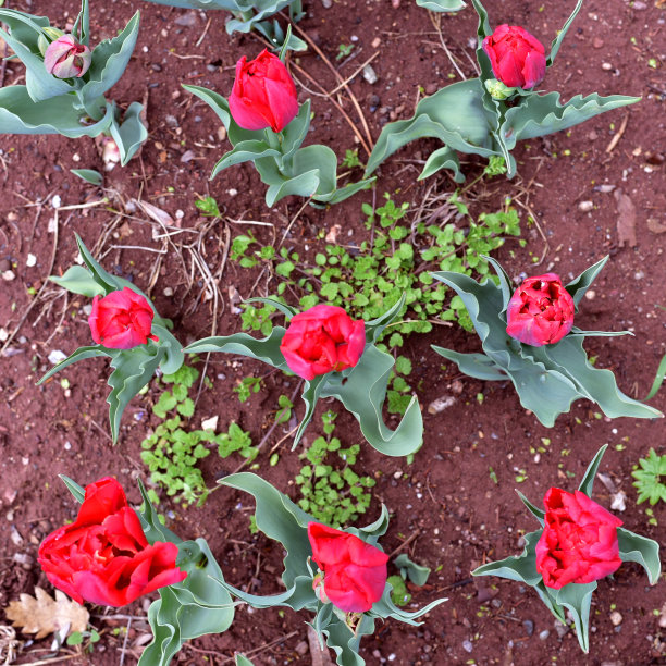 土耳其春天新鲜美丽的红色郁金香图片下载