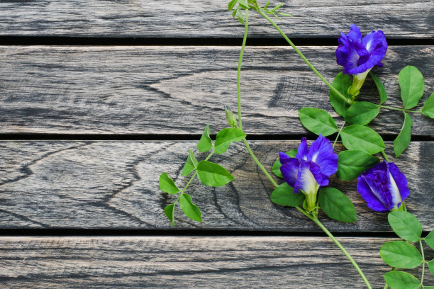蝴蝶蓝豌豆花在木制背景与复制空间图片下载
