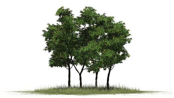 橙色的树与果实分开在白色的背景图片下载