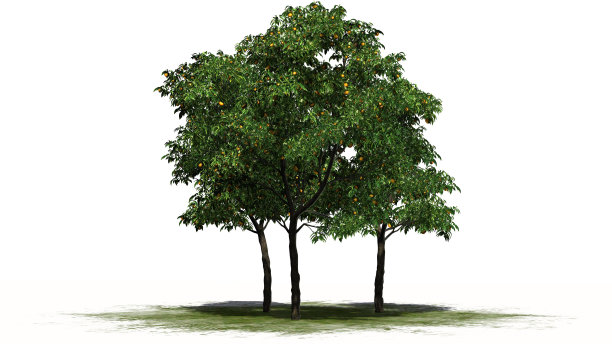 橙色的树与果实分开在白色的背景图片下载