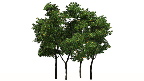 橙色的树与果实分开在白色的背景图片下载