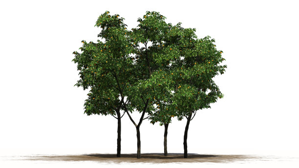 橙色的树与果实分开在白色的背景图片下载