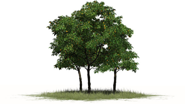 橙色的树与果实分开在白色的背景图片下载