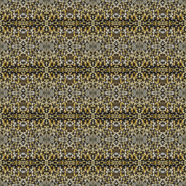 无缝图案由多彩的太平洋金鸻羽毛图片下载